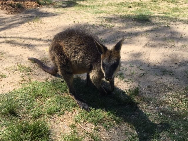 Symbio Wildlife Park - Thursday 15th October, 2020 Image -5f8d03b6aeb61
